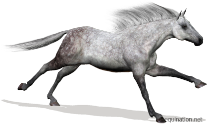 Play Free Virtual Horse Race Game Online