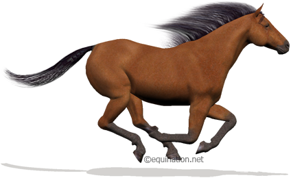 Equination.net - Virtual Horse Racing